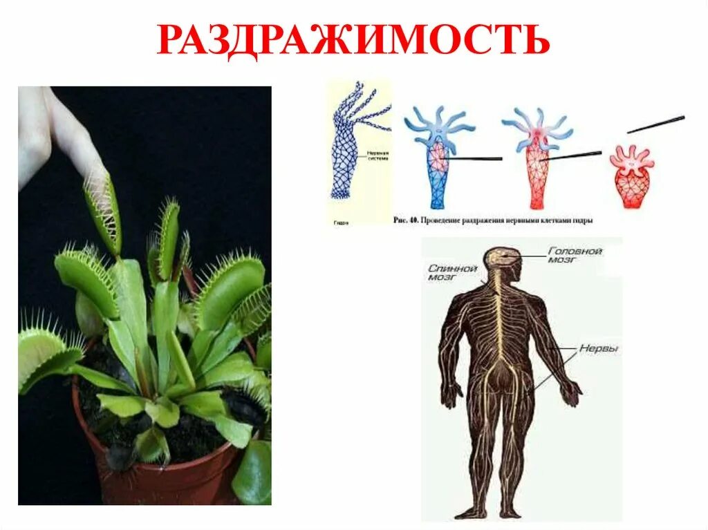 Раздражимость. Раздражимость у растений. Раздражимость живых организмов. Раздражимость это в биологии.