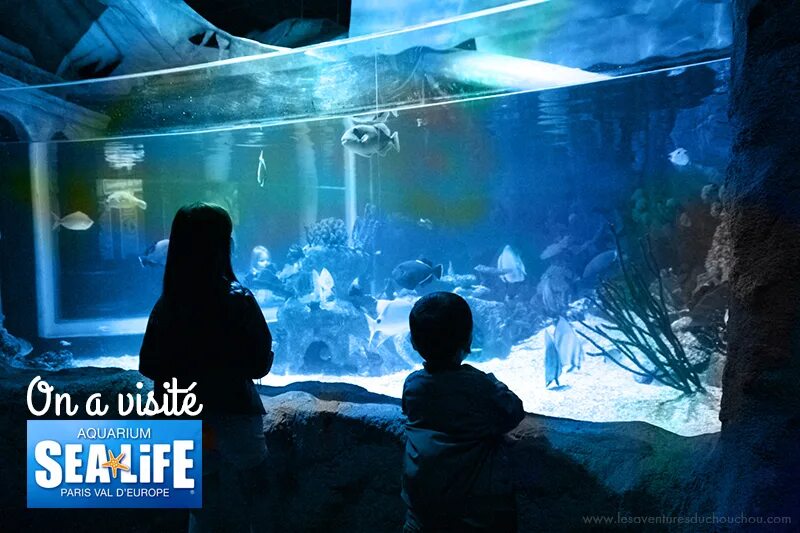 Отзыв sea life. Аквариум Sea Life Val d'Europe. Sea Life Paris. Аквариум Sea Life утконосы. Аквариум море музыки.