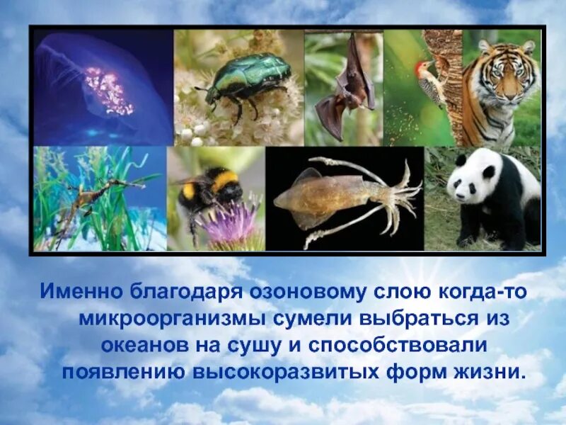 Влияние на живые организмы. Экологические факторы живых организмов. Живые организмы и их экологические факторы. Факторы живой природы воздействующие на организм.
