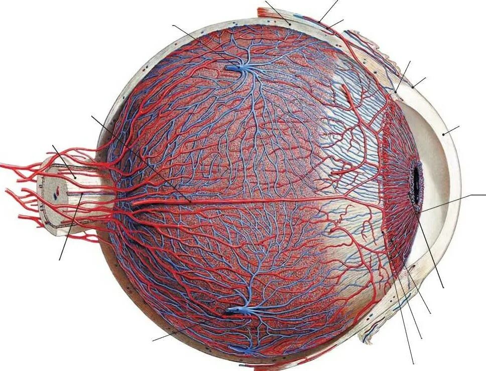 Отверстие в сосудистой оболочке. Кровоснабжение хориоидеи глаза. Сосудистая оболочка глаза хориоидея. Хориоидея кровоснабжение.