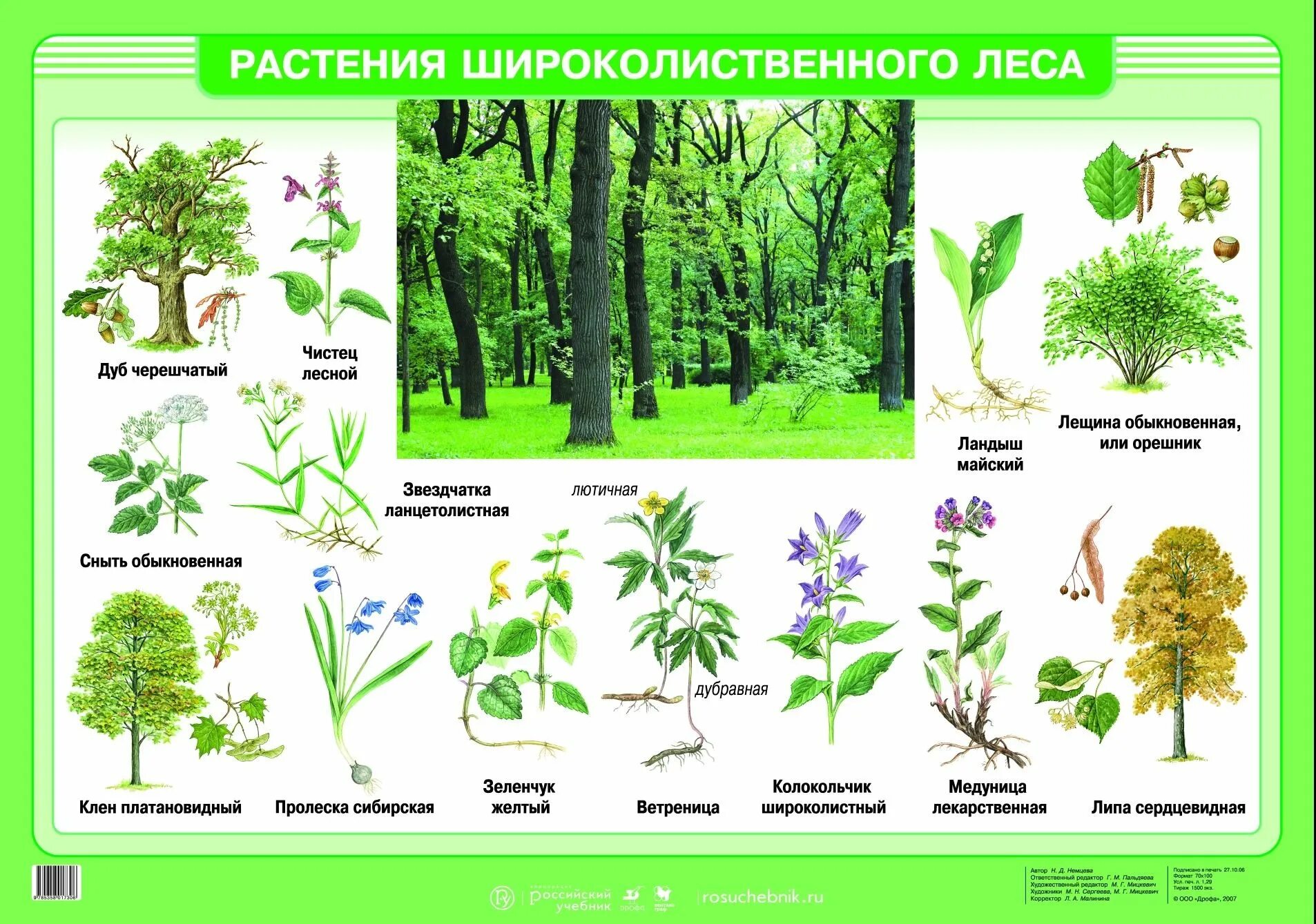 Широколиственные виды растений