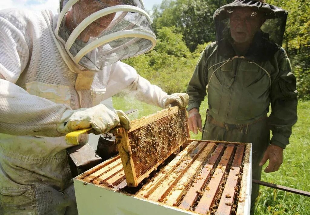 Пчеловодство. Пчеловодство для начинающих. Пчеловодство для новичка. Бизнес на пчеловодстве.