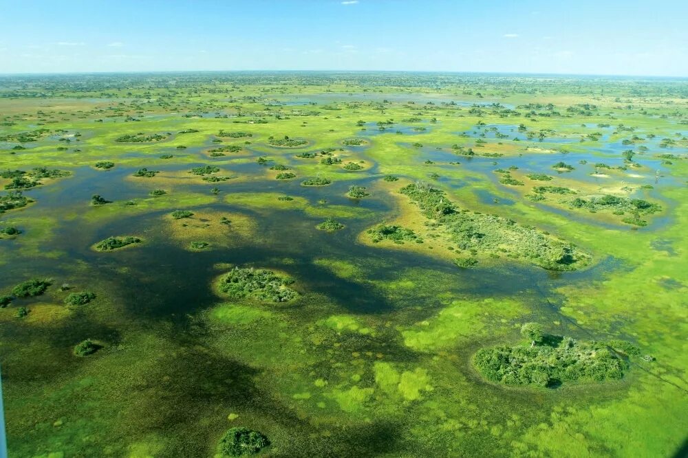 Крупная болотная. Дельта Окаванго Ботсвана. Дельта реки Окаванго. Дельта реки Окаванго в Ботсване. Болота Африки Дельта. Окаванго.