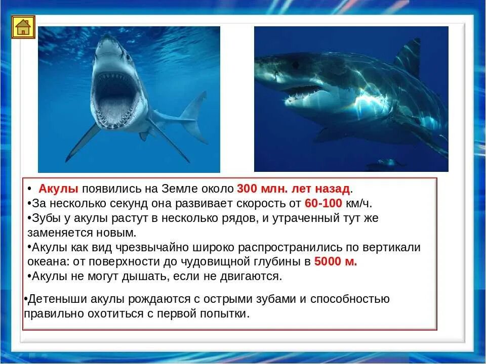 Можно про акулу можно. Интересные факты о акулах. Доклад про акулу. Интересные факты об акулах для детей. Акулы презентация.