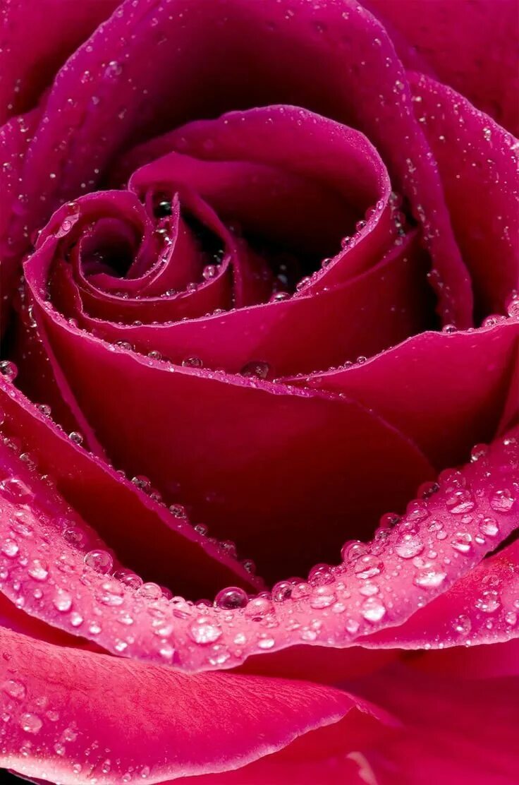 Картинки для ватсап на телефон для женщин. Очень красивые цветы. Красивые розы. Krasivyj cvetocki. Очень красивые цветочки.