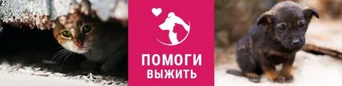 Нужно помогать бездомным животным