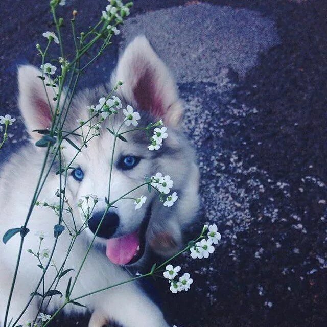 Pin on كيوت Baby animals, Cute animals, Cats