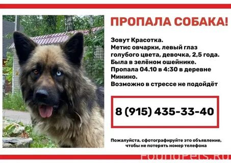 Объявления сафоново