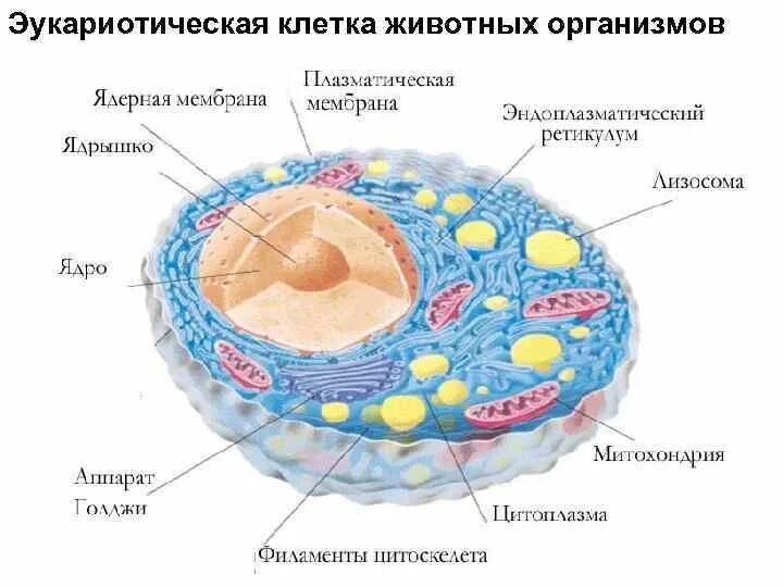 Строение эукариотической клетки животного схема. Схема эукариотической клетки животного. Строение эукариотических клеток схема. Структура клетки эукариот. Организации эукариотической клетки