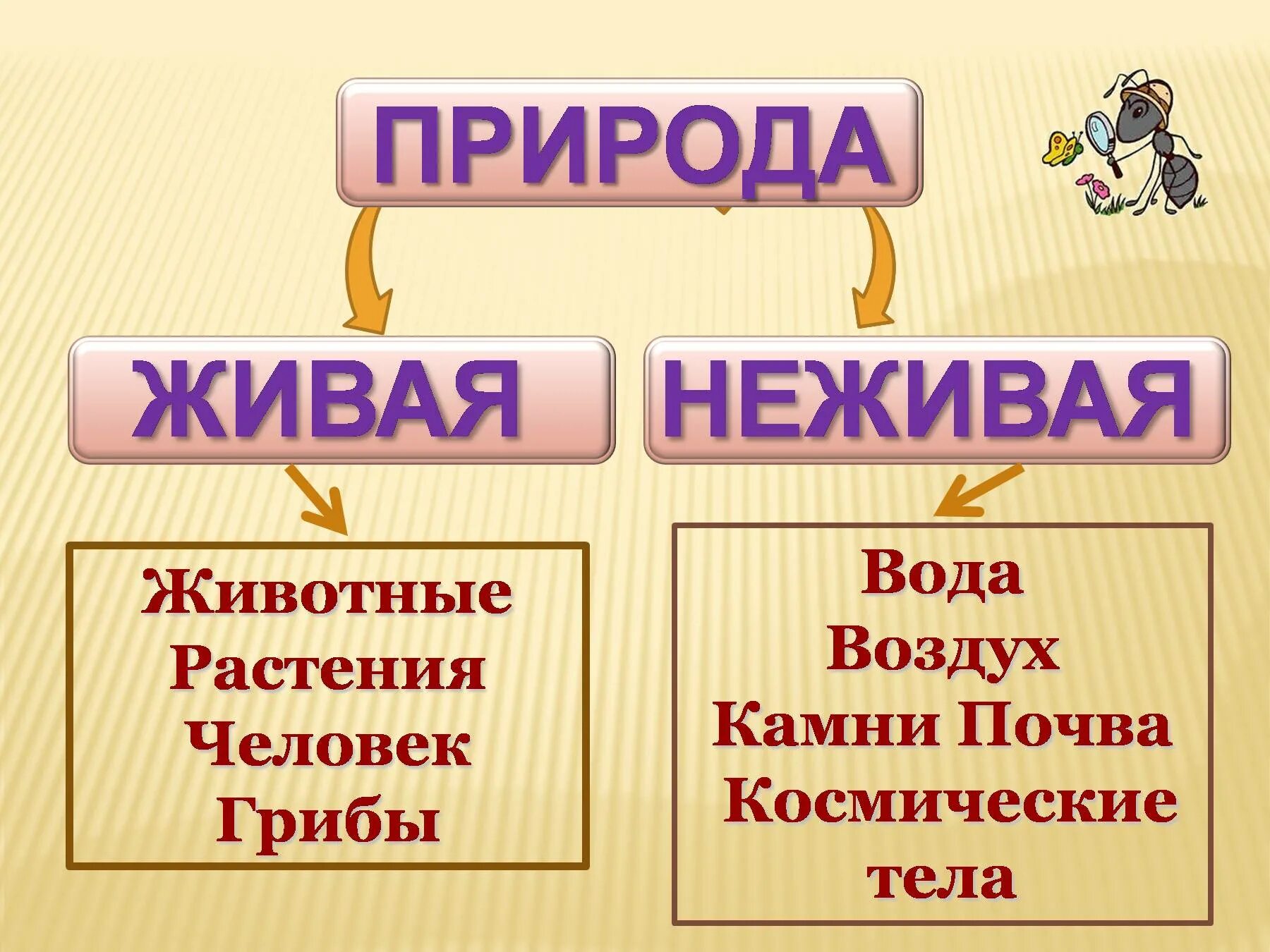 Включает в себя живые и неживые тела. Живая и неживая природа. Объекты живой и неживой природы. Живая и неживая природа 2 класс. Живая и не Живая природа для 2 класса.