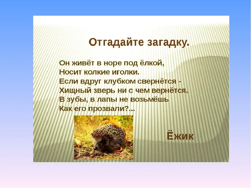 Составь самостоятельно загадку о кошке или еже. Загадка про ежика. Загадка про Ёжика для детей. Загадка про ежа для детей 3-4. Загадка о Ёжике для детей 1 класса.