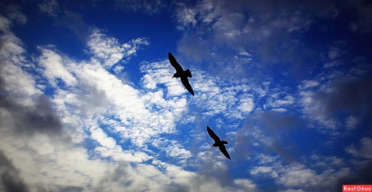 книга одно небо на двоих. одно небо на двоих ана шерри книга. больше небо. 1 небо на двоих. люди неба книга.