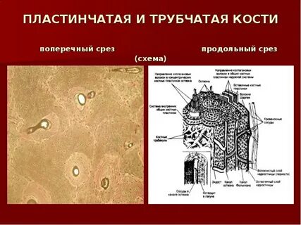 Срезы 8 класс