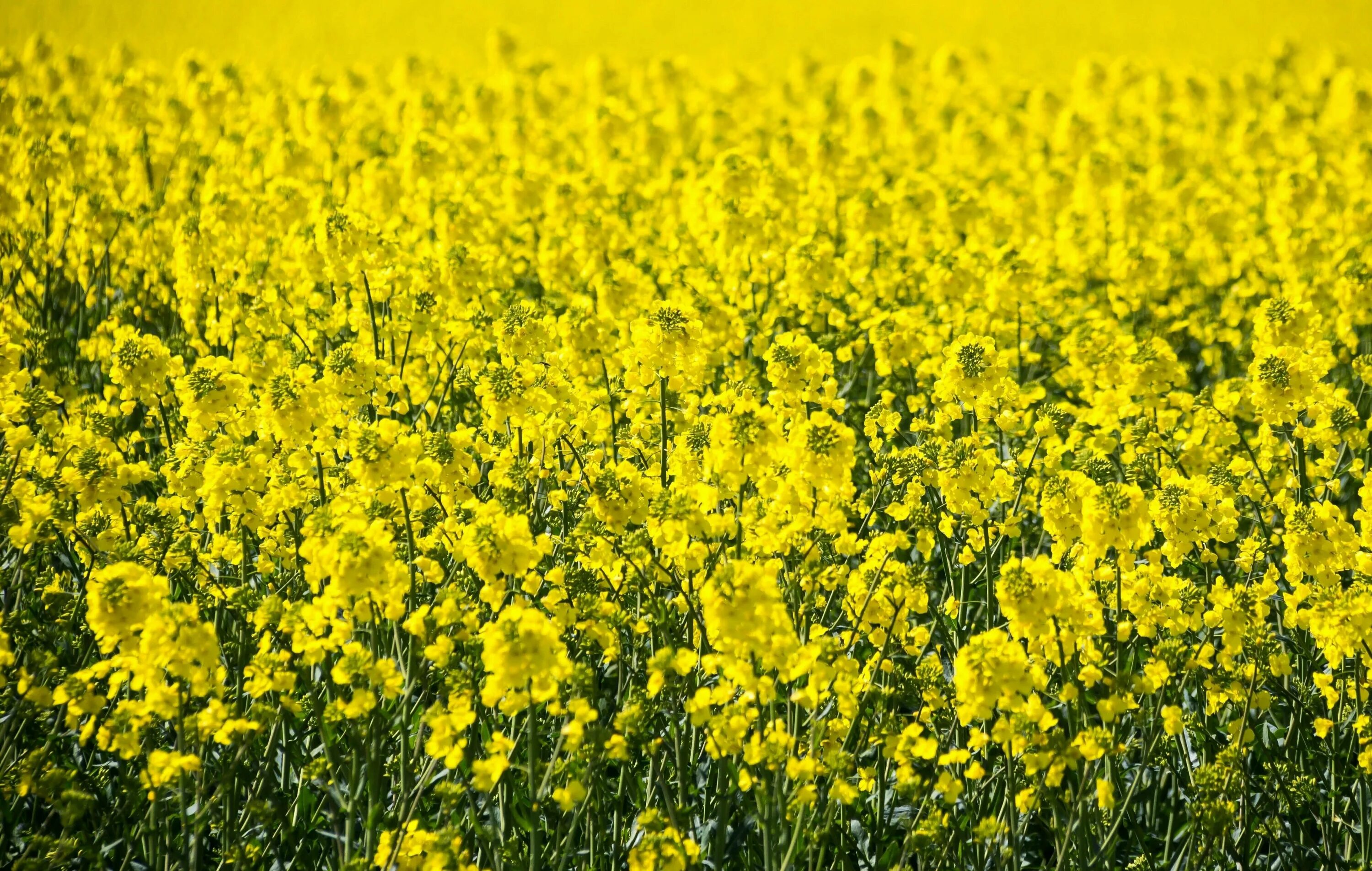 рапс. сурепица озимая. рапс кольза что такое. рапс яровой кольза. рапс масличный.