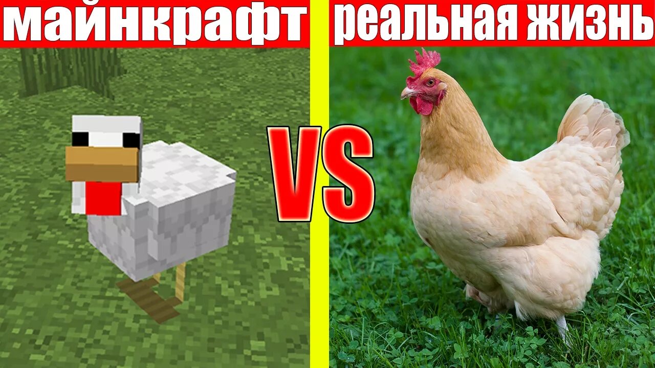 Майнкрафт против реального. Курица майнкрафт в реальной жизни. майнкрафт в реальной жизни. майнкрафт vs реальная жизнь. minecraft против реальной жизни.