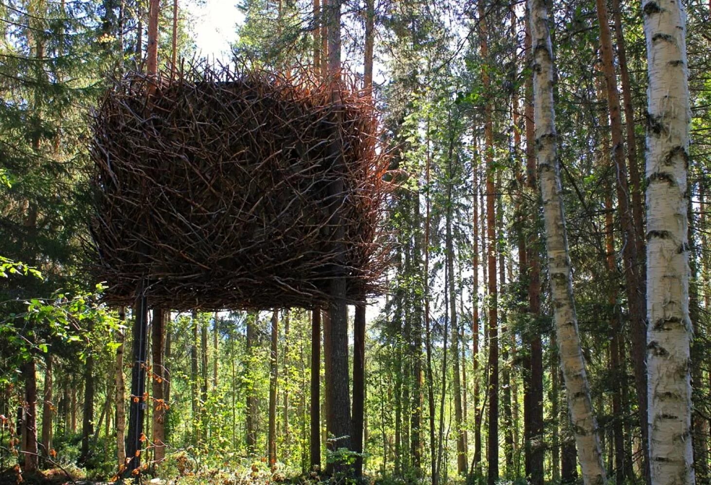 Дома из веток деревьев