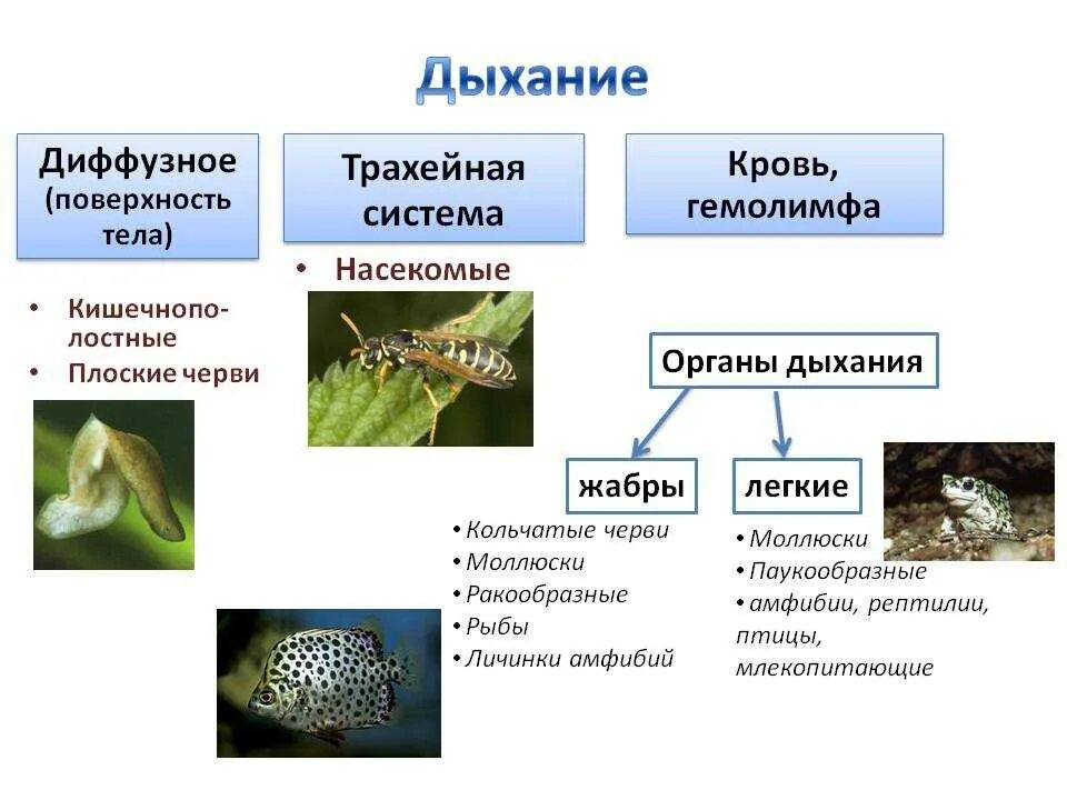 Дыхание животных таблица. Подтип трахейнодышащие общая характеристика. Лёгочное дыхание характерно для. Способы дыхания животных. Виды дыхания у животных.