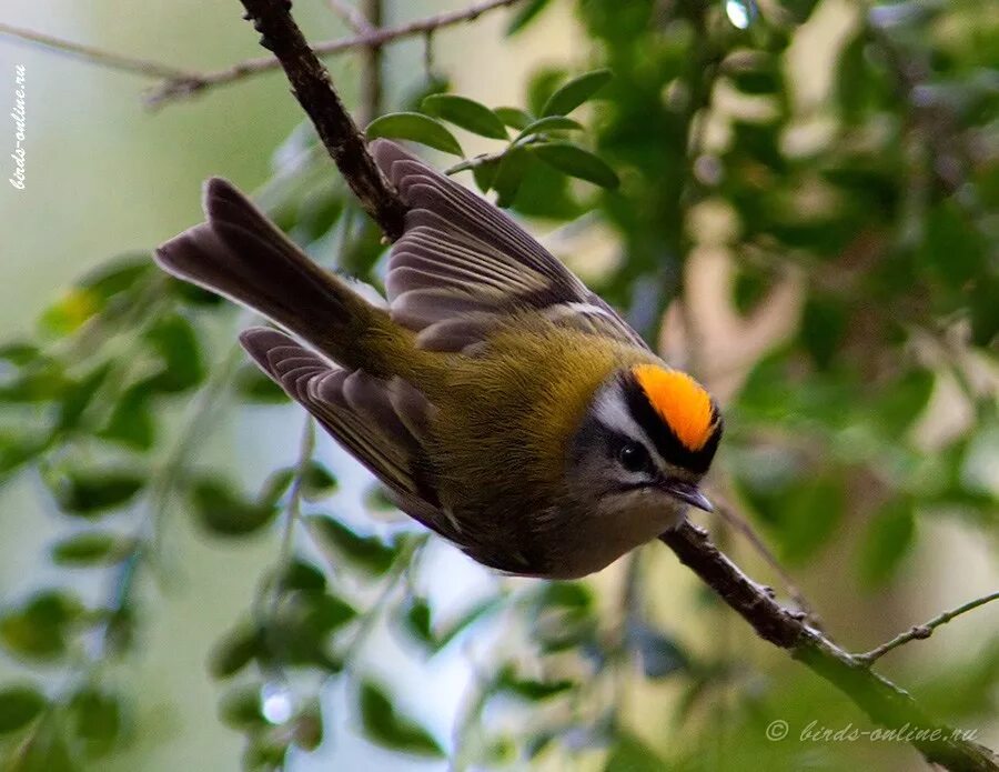 Королёк красноголовый (Regulus ignicapillus). Королёк отряда воробьиные. Птицы Крыма Королек. Королёк Владмир. Birds in russia