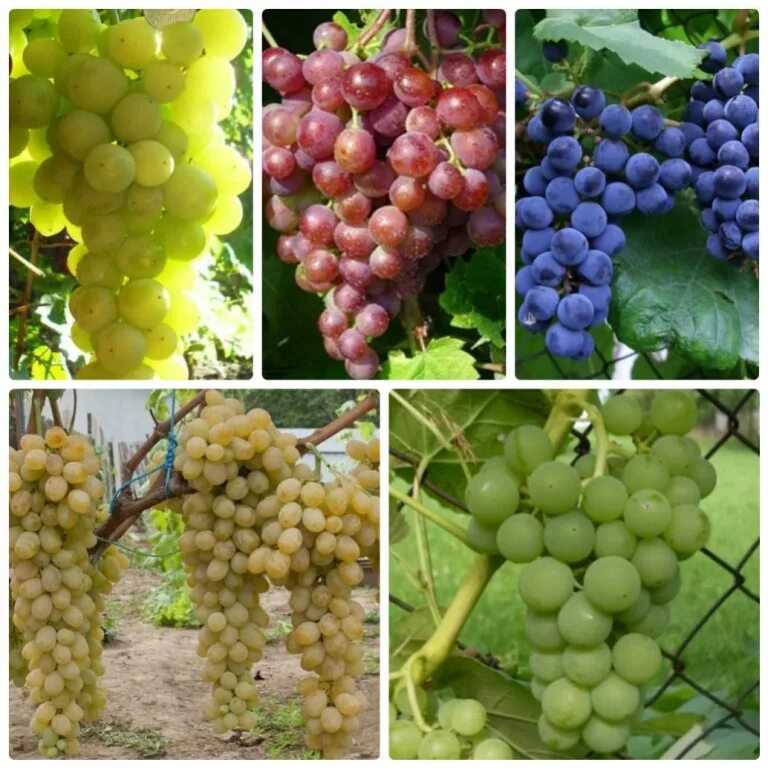 Ботанический сад нии садоводства и виноградарства. Eс-26 виноград. Виноград пино гри. Гроздь винограда на лозе. Созревший виноград.