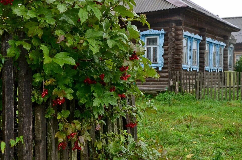 В деревне красные есть. Калина красная в деревне. Красивый деревенский домик. Рябина в палисаднике. Деревенский дом с березой.