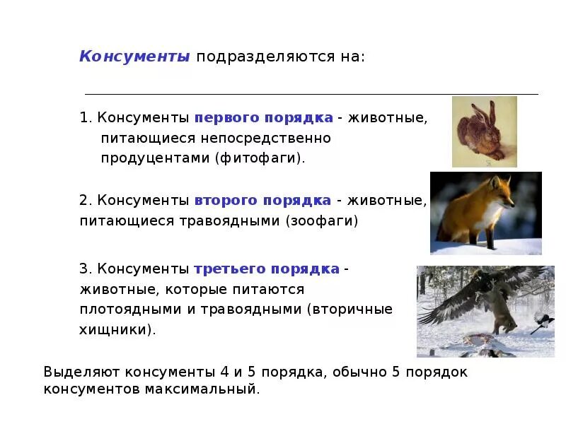 Консументы 3 и 4 порядка. Консументы 3 порядка леса. Консументы 3 порядка леса. Консументы 3 порядка леса. Пищевая сеть широколиственного леса схема.