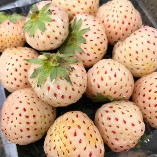 Ананасная клубника отзывы