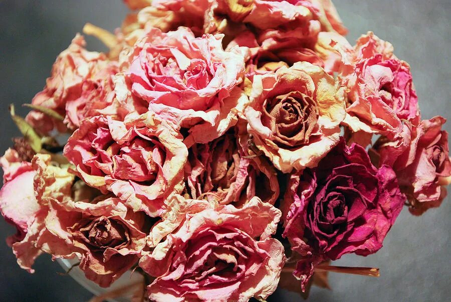букет засохших цветов. засушенные розы. сухоцвет бегония. букет увядших роз. увядший цветок.