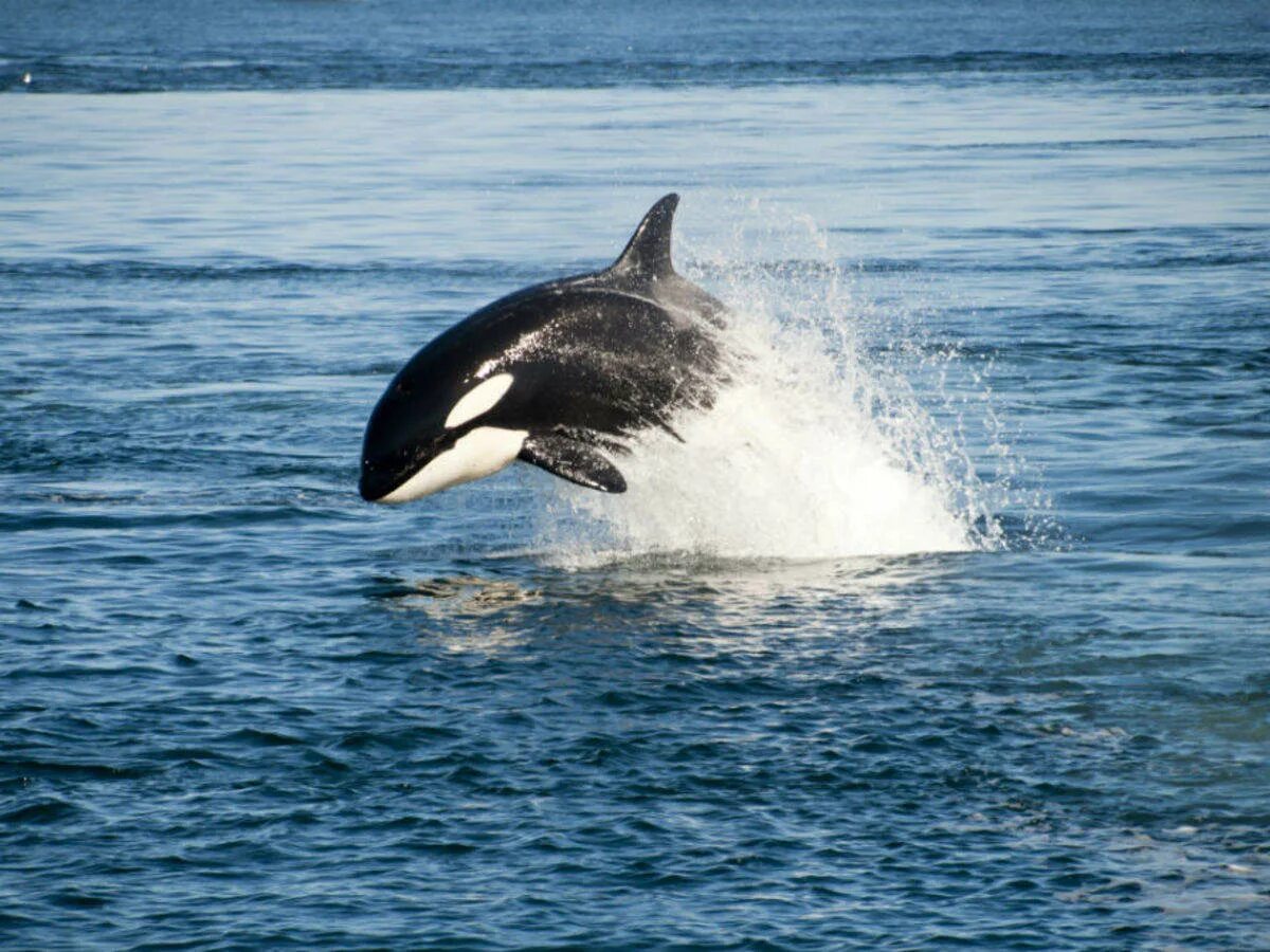 Whales are than dolphins