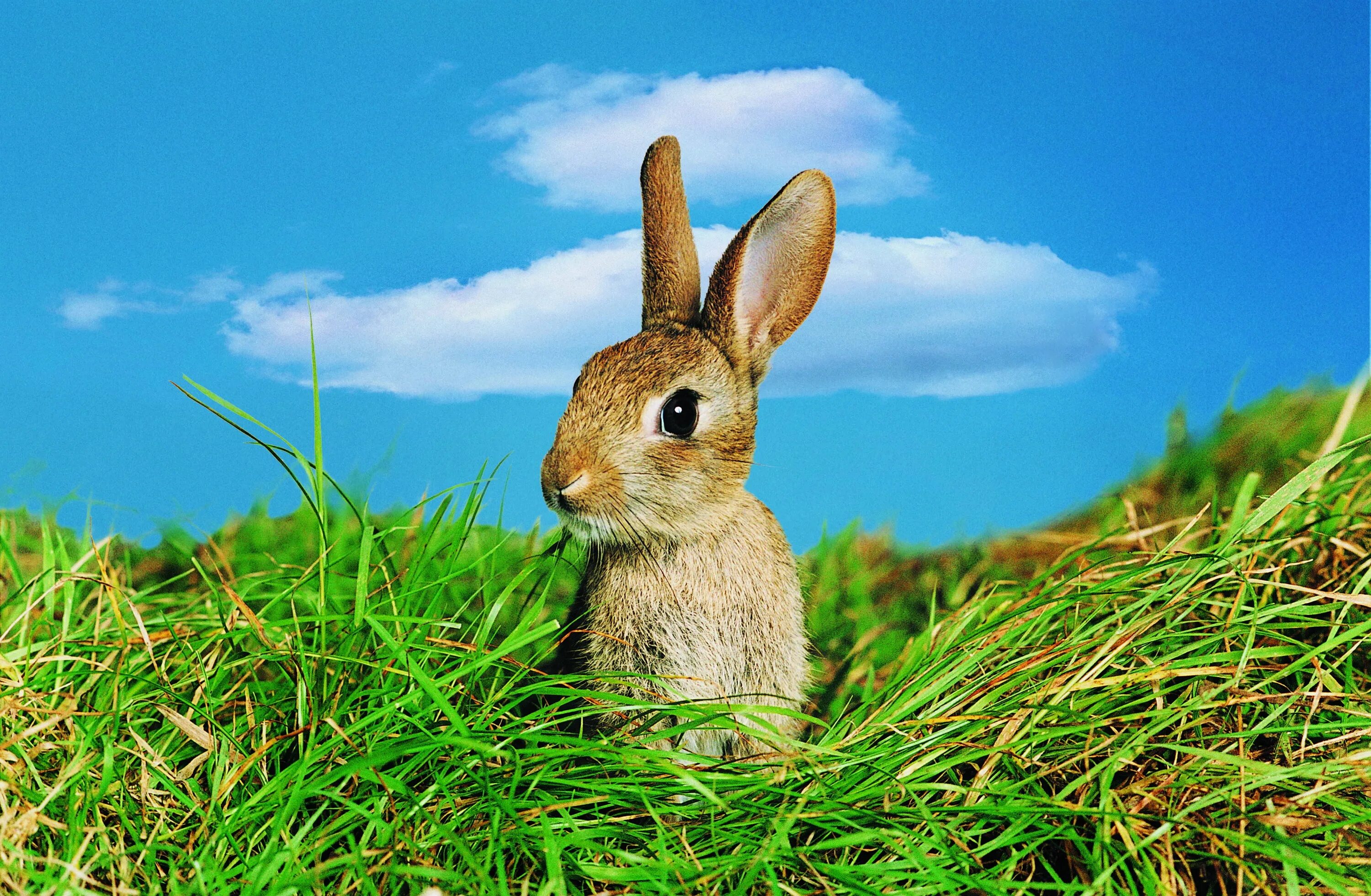 Аккуратные животные. Заяц-Русак. Зайчонок. Заяц фото. Зайчик в траве.
