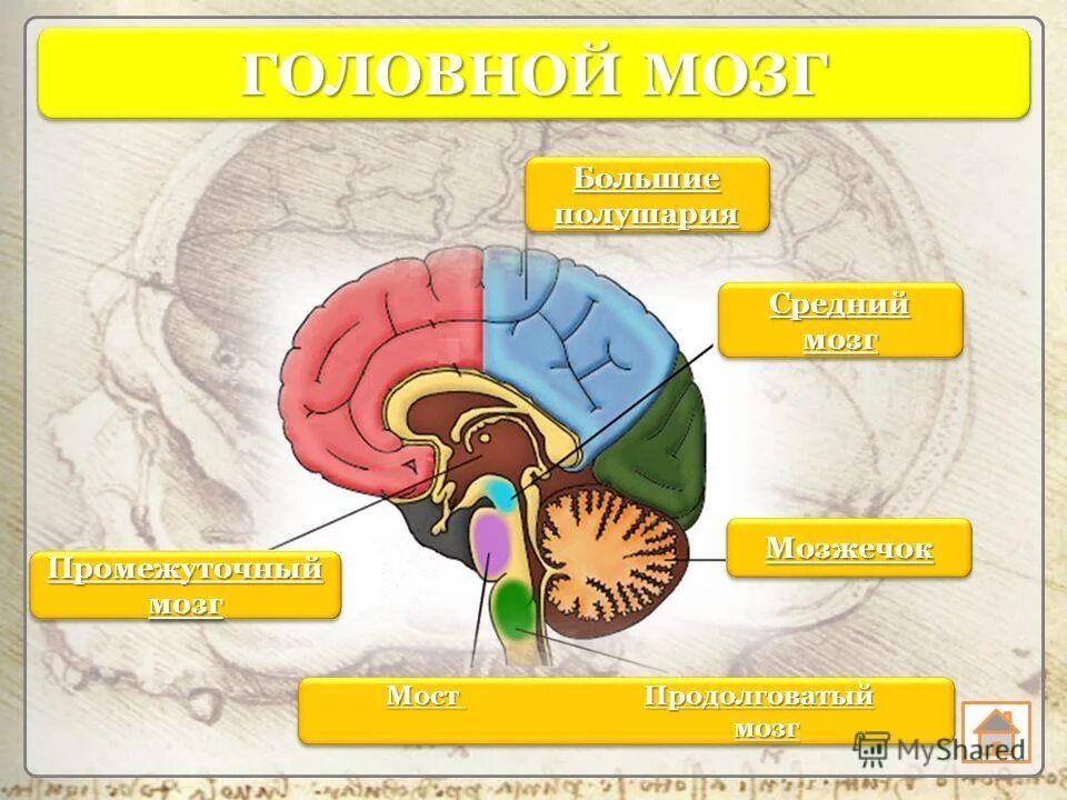 Тест по теме головной мозг. Презентация на тему головной мозг. Средний мозг полушария. Продолговатый мозг полушария. Зачет биология 8 класс головной мозг.