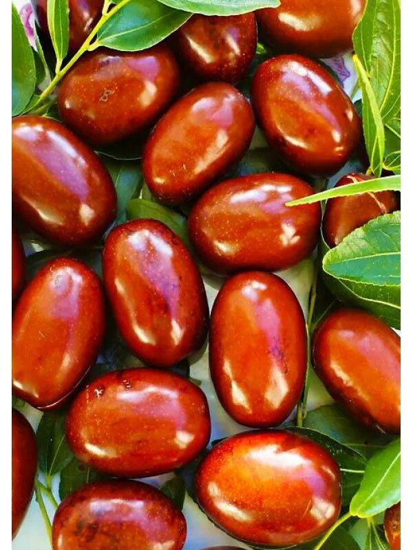 Финик унаби. Финик унаби. Унаби сорт финик. Саженцы унаби китайский финик. Фрукт зизифус.