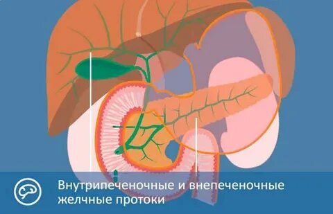Внутрипеченочные протоки