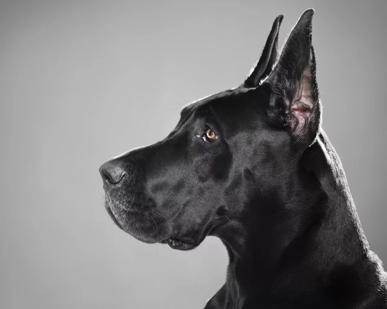 Как называется порода черной собаки. Порода собак Королевский дог. Датский дог Гибсон. Немецкий дог черный. Немецкий дог купированный.