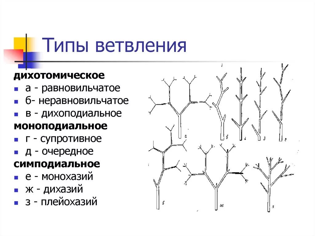 Порядок нарастания. Типы ветвления побегов дихотомическое. Дихотомическое ветвление побега. Тип ветвления побегов симподиальный. Ветвление побегов моноподиальное симподиальное дихотомическое.