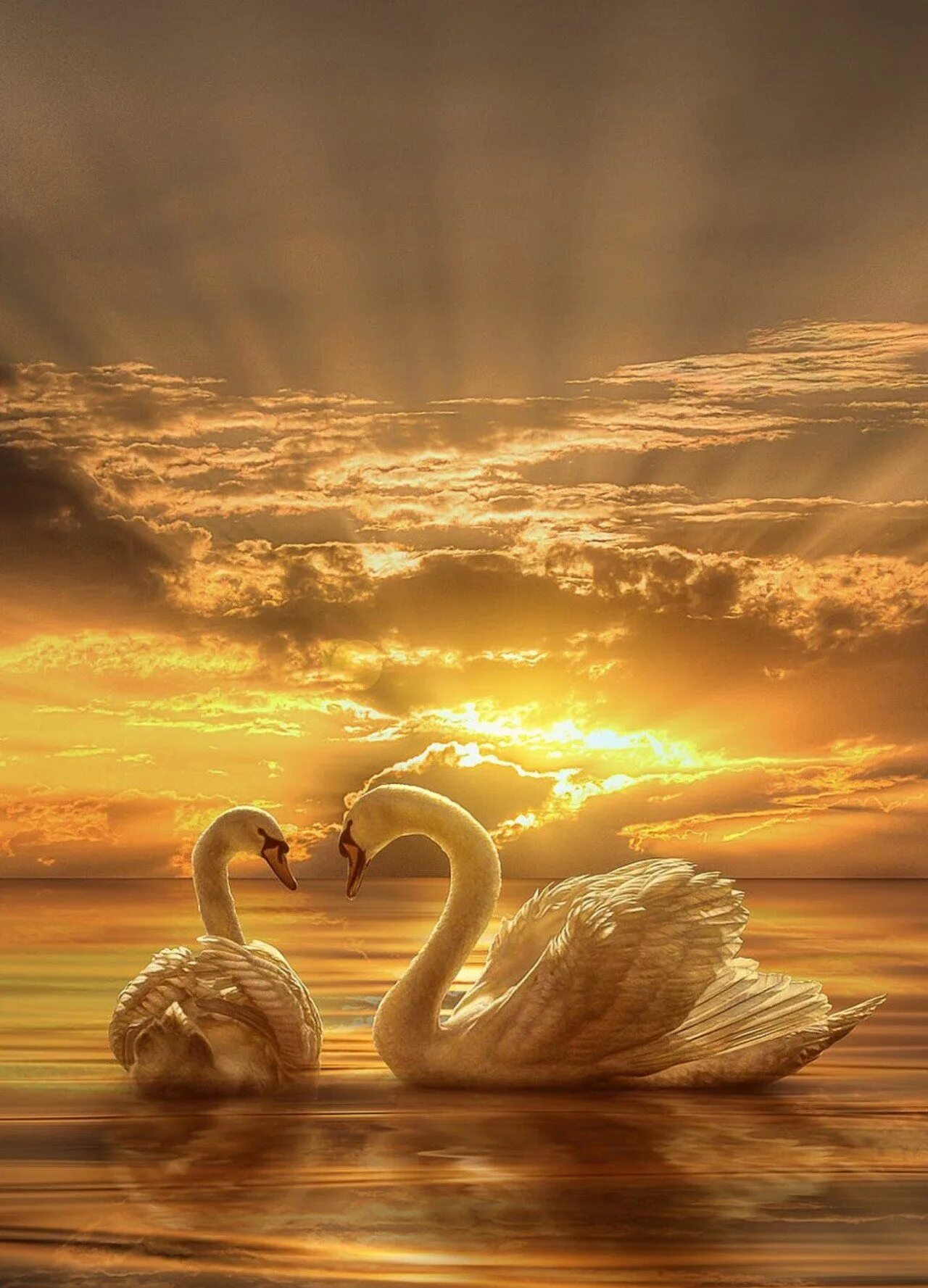 Любовь и лебеди. Лебеди на закате. Красивые лебеди. Пара лебедей. Счастье и верность