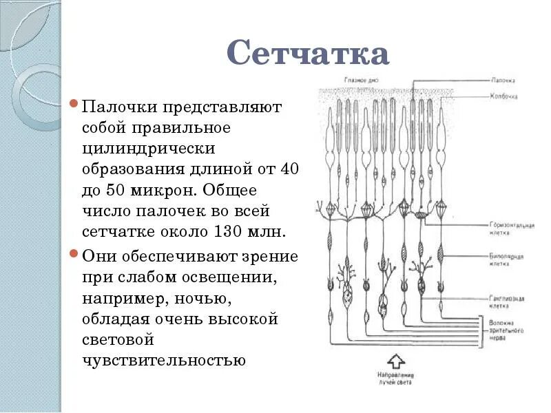 Функции палочек сетчатки глаза. Палочки и колбочки сетчатки глаза. Палочки и колбочки сетчатки функции. Количество клеток-палочек в сетчатке глаза составляет.