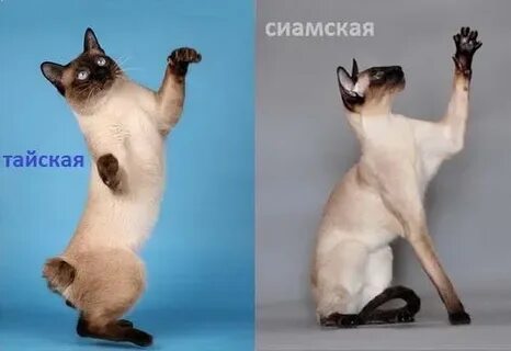 Майы бар HD порно көру