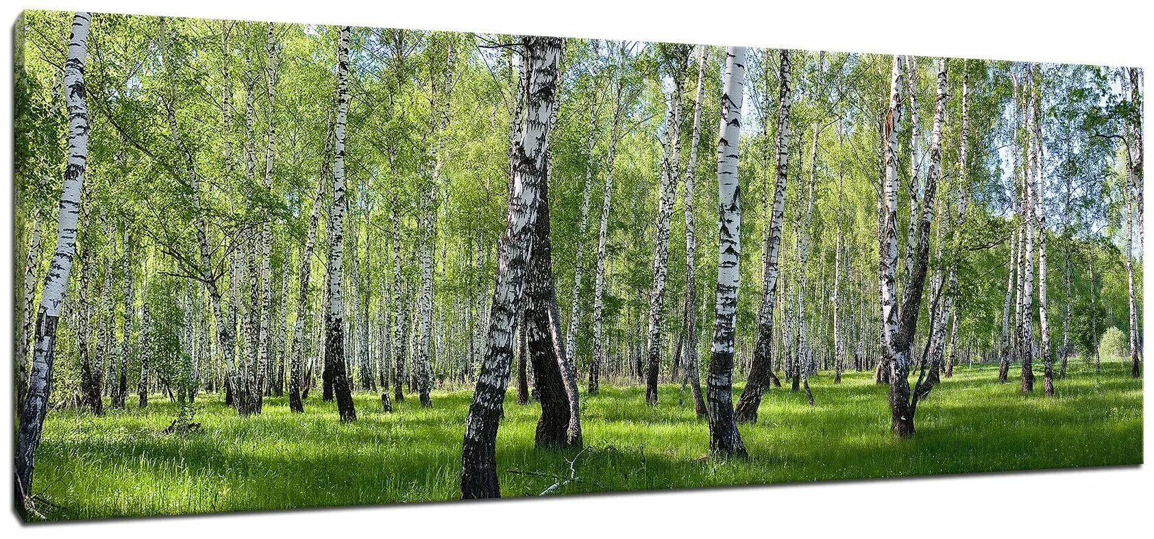 березовая роща 20. модульная картина березы. берёзовая роща фотообом. березовые рощи приморский край. березовая роща 20.