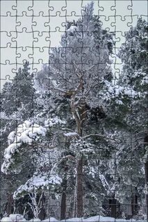 Сосна под снегом