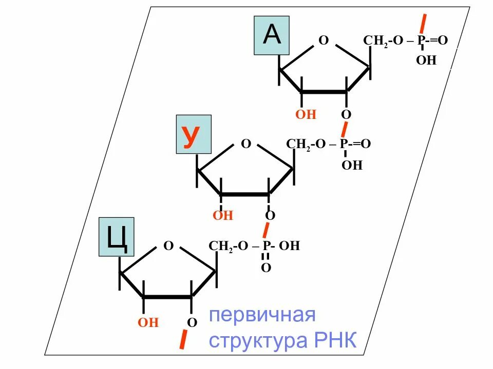 Первичная и вторичная структура ДНК биохимия. Строение первичной структуры ДНК. Первичная структура ДНК. Первичная структура ДНК схема строения.