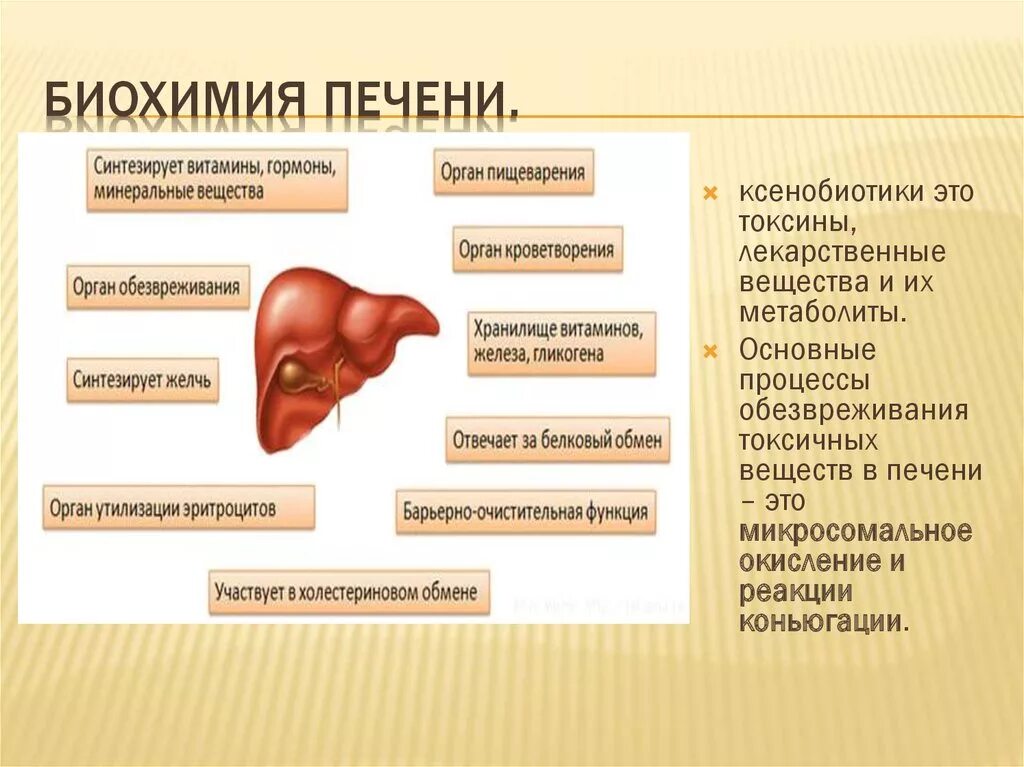 Железы печени и почек. Биохимия печени. Биохимические функции печени. Печень гормоны и функции. Гормональная функция печени.