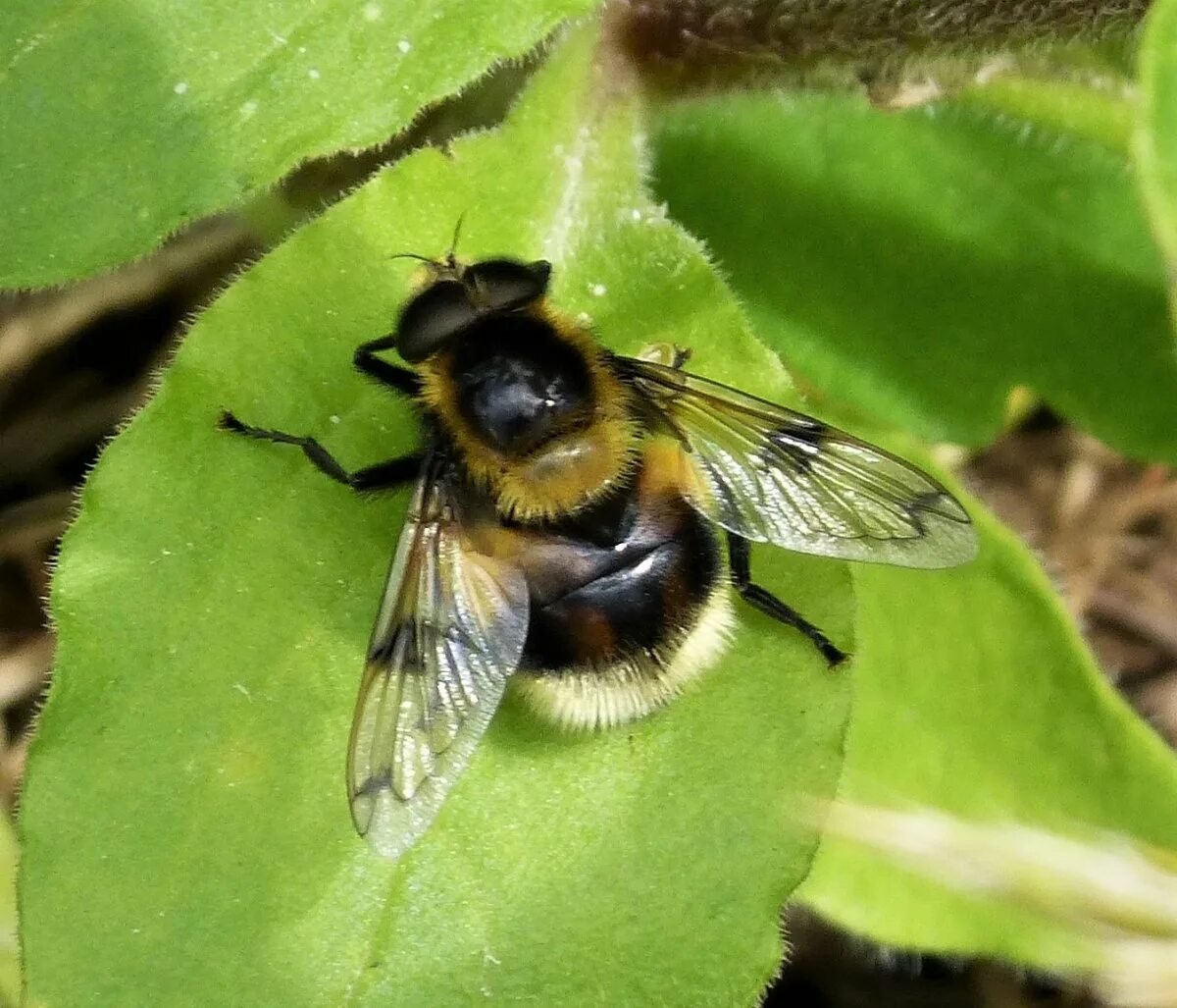 Шмелевидная муха. Шмелевидка муха журчалка. Volucella bombylans. Шмелевидки мухи. Шмелевидка муха журчалка.