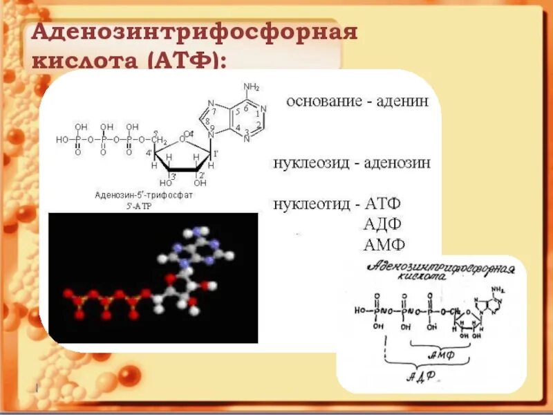 Откуда берется атф. АТФ аденозинтрифосфорная кислота. Нуклеиновые кислоты АТФ. Формула аденозинтрифосфорной кислоты. Аденозинтрифосфорной кислоты (АТФ формула.