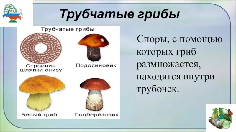 Шляпочные грибы бывают трубчатые и пластинчатые. 1)  Трубчатые грибы 2)  пластинчатые гр. Подберёзовик трубчатый или пластинчатый гриб. Трубчатые грибы и пластинчатые грибы таблица. Трубчатые грибы и пластинчатые грибы примеры