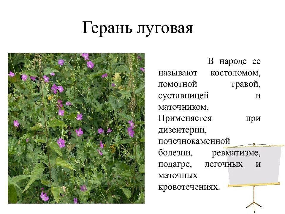 Лекарственные растения. Лечебные растения. Лекарственные растения названия. Лекарственные травы Подмосковья.