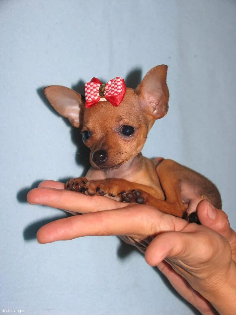 Карликовый тойчик. Супер мини той терьер. Мини той терьер почему мини. Русский карликовый той терьер. Той терьер мини.
