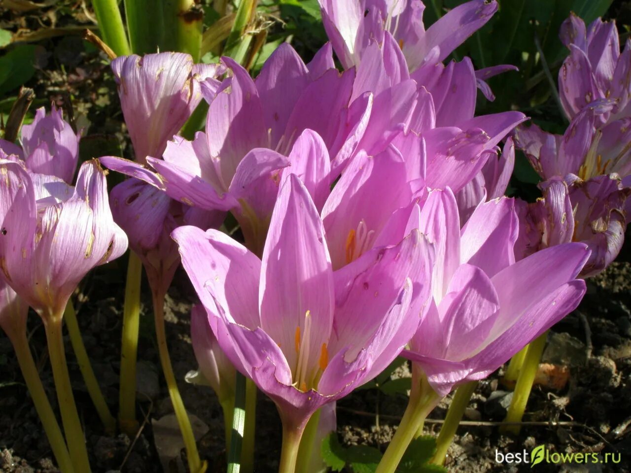 Безвременник (Colchicum) giant. Колхикум giant. Безвременник (колхикум) махровый розовый. Колхикум Лилак Уандер. Цветок безвременник фото и описание