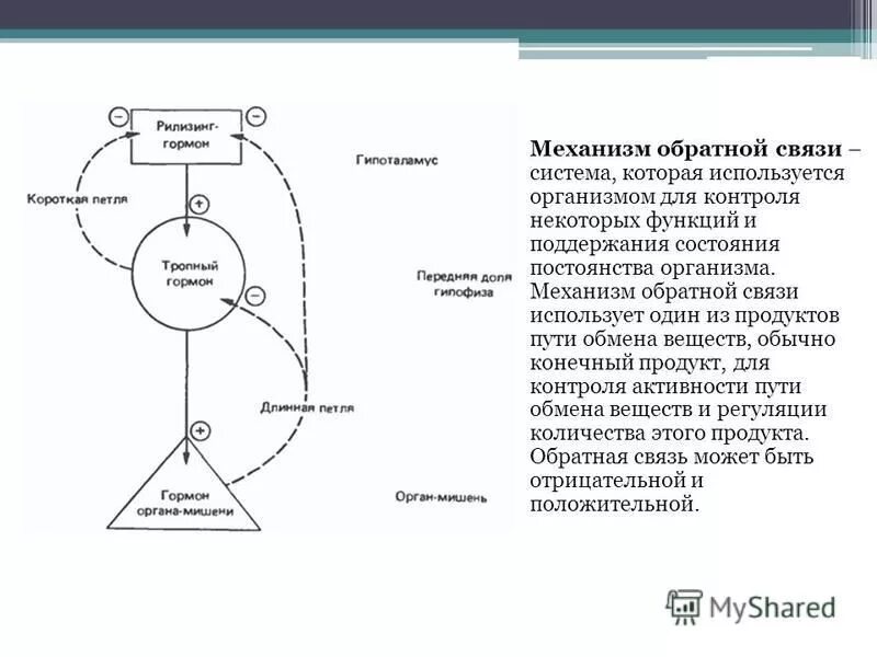 Участвуют в синтезе гормонов