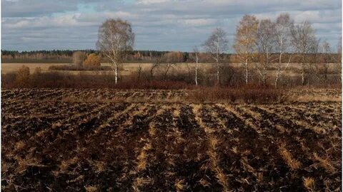 Что посадить поздней осенью