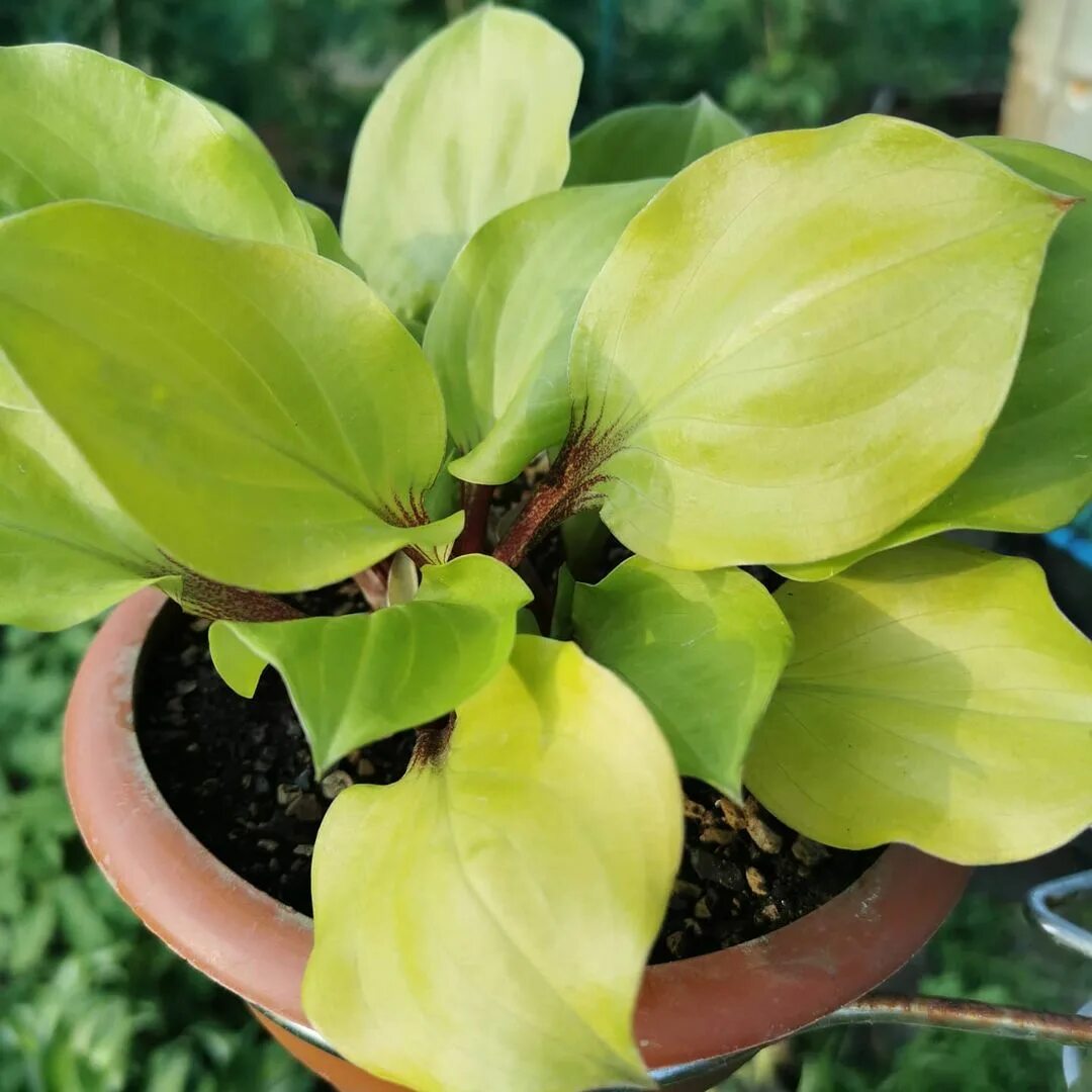 Хоста лемон снэп. Hosta lemon snap. Hosta lemon snap. Lemon snap хоста. Хоста лемон снэп.